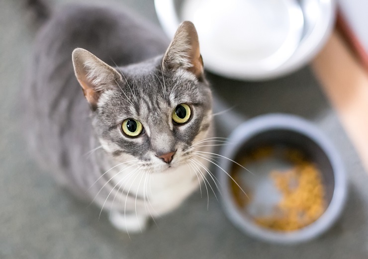 7 типів кольору очей у котів (із зображеннями) - Cats.com